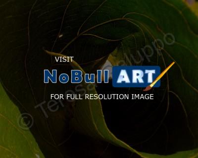Photography - Curled Leaf - Photography