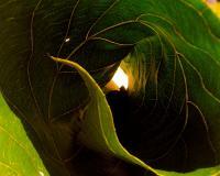 Photography - Curled Leaf - Photography